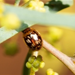 Peltoschema delicatulum (Leaf beetle) at Parkes, ACT - 23 Aug 2025 by AlisonMilton