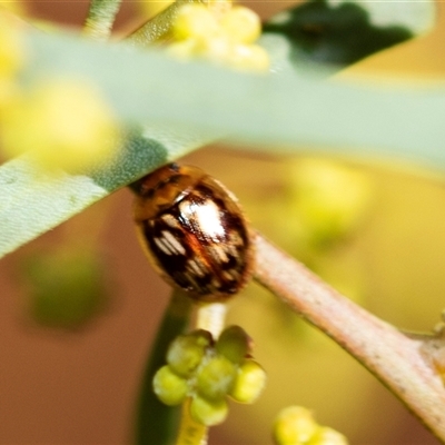 Peltoschema delicatulum (Leaf beetle) at Parkes, ACT - 23 Aug 2025 by AlisonMilton