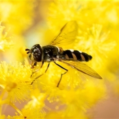 Melangyna viridiceps (Hover fly) at Parkes, ACT - 23 Aug 2025 by AlisonMilton