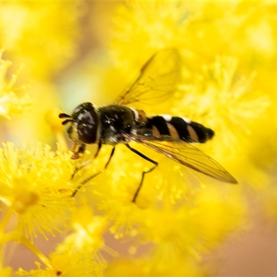 Melangyna viridiceps (Hover fly) at Parkes, ACT - 23 Aug 2025 by AlisonMilton