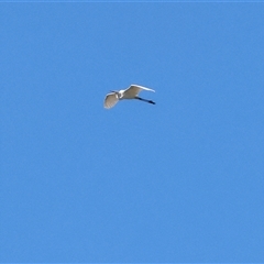 Ardea alba (Great Egret) at Winton North, VIC - 24 Aug 2025 by KylieWaldon