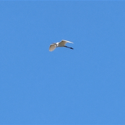 Ardea alba (Great Egret) at Winton North, VIC - 24 Aug 2025 by KylieWaldon