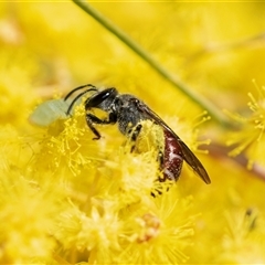 Lasioglossum (Parasphecodes) sp. (genus & subgenus) (Halictid bee) at Parkes, ACT - 23 Aug 2025 by AlisonMilton
