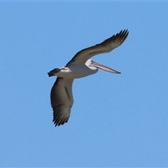 Pelecanus conspicillatus (Australian Pelican) at Winton North, VIC - 24 Aug 2025 by KylieWaldon