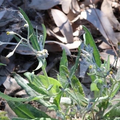 Unverified Daisy at Winton North, VIC - 24 Aug 2025 by KylieWaldon
