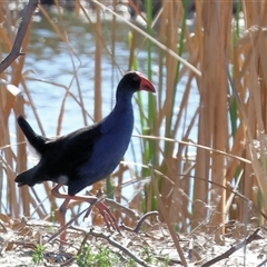 Porphyrio melanotus (Australasian Swamphen) at Winton North, VIC - 24 Aug 2025 by KylieWaldon