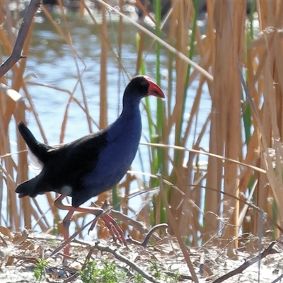 Porphyrio melanotus (Australasian Swamphen) at Winton North, VIC - 24 Aug 2025 by KylieWaldon