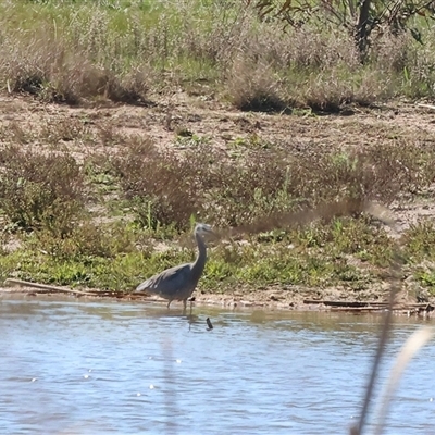 Egretta novaehollandiae (White-faced Heron) at Winton North, VIC - 24 Aug 2025 by KylieWaldon