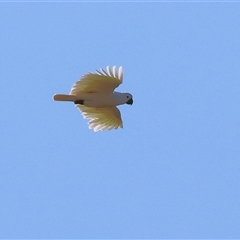 Cacatua galerita (Sulphur-crested Cockatoo) at Winton North, VIC - 24 Aug 2025 by KylieWaldon