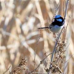 Malurus cyaneus (Superb Fairywren) at Winton North, VIC - 24 Aug 2025 by KylieWaldon