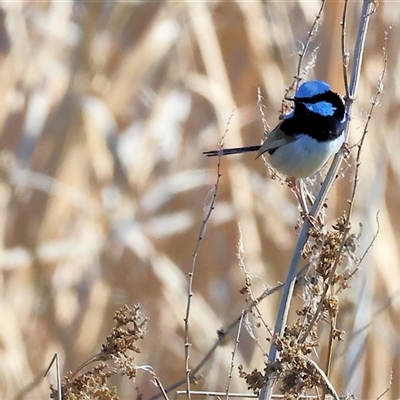 Malurus cyaneus (Superb Fairywren) at Winton North, VIC - 24 Aug 2025 by KylieWaldon