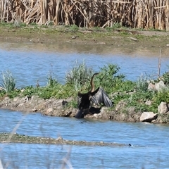 Anhinga novaehollandiae (Australasian Darter) at Winton North, VIC - 24 Aug 2025 by KylieWaldon