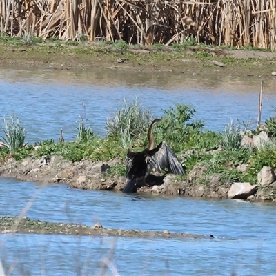 Anhinga novaehollandiae (Australasian Darter) at Winton North, VIC - 24 Aug 2025 by KylieWaldon