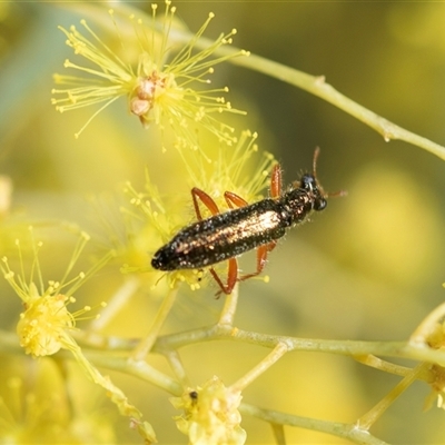 Lemidia subaenea (Clerid beetle) at Parkes, ACT - 23 Aug 2025 by AlisonMilton