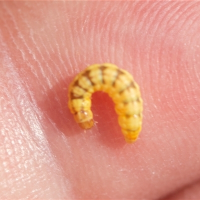 Peltoschema hamadryas (Hamadryas leaf beetle) at Parkes, ACT - 23 Aug 2025 by AlisonMilton