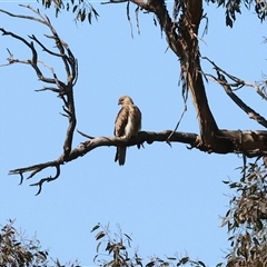 Haliastur sphenurus (Whistling Kite) at Chesney Vale, VIC - 24 Aug 2025 by KylieWaldon