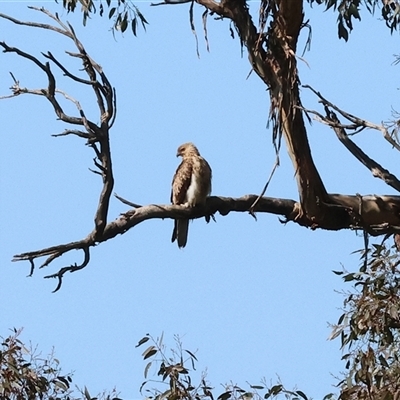 Haliastur sphenurus (Whistling Kite) at Chesney Vale, VIC - 24 Aug 2025 by KylieWaldon