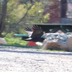 Corvus coronoides (Australian Raven) at Chesney Vale, VIC - 24 Aug 2025 by KylieWaldon