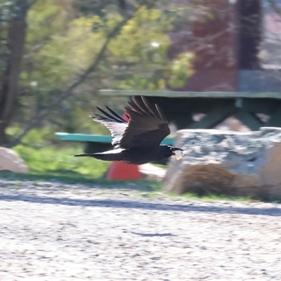 Corvus coronoides (Australian Raven) at Chesney Vale, VIC - 24 Aug 2025 by KylieWaldon