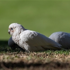 Cacatua sanguinea (Little Corella) at Hawker, ACT - 25 May 2025 by AlisonMilton