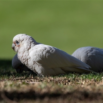 Cacatua sanguinea (Little Corella) at Hawker, ACT - 25 May 2025 by AlisonMilton