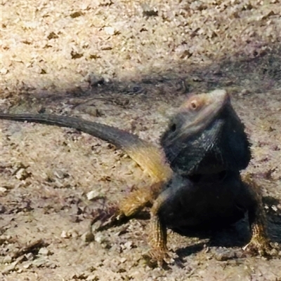 Pogona barbata (Eastern Bearded Dragon) at Woolgarlo, NSW - 24 Aug 2025 by SustainableSeg