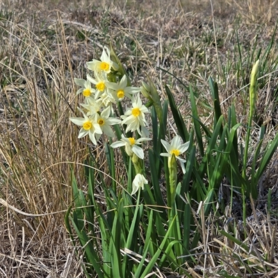 Narcissus tazetta (Jonquil) at Isaacs, ACT - 24 Aug 2025 by Mike