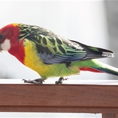 Platycercus eximius (Eastern Rosella) at Higgins, ACT - 15 Aug 2025 by AlisonMilton
