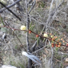 Acacia siculiformis (Dagger Wattle) at Rendezvous Creek, ACT - 24 Aug 2025 by DavidDedenczuk