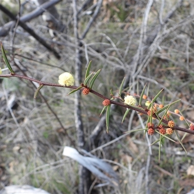 Acacia siculiformis (Dagger Wattle) at Rendezvous Creek, ACT - 24 Aug 2025 by DavidDedenczuk