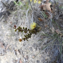 Acacia gunnii (Ploughshare Wattle) at Rendezvous Creek, ACT - 24 Aug 2025 by DavidDedenczuk
