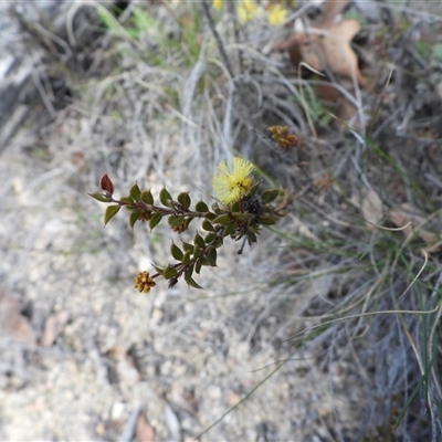 Acacia gunnii (Ploughshare Wattle) at Rendezvous Creek, ACT - 24 Aug 2025 by DavidDedenczuk