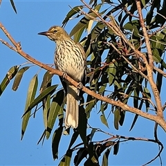 Oriolus sagittatus (Olive-backed Oriole) at Tahmoor, NSW - 23 Aug 2025 by Freebird