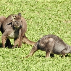 Osphranter robustus robustus (Eastern Wallaroo) at Booth, ACT - 22 Aug 2025 by KMcCue