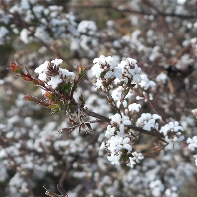 Styphelia attenuata (Small-leaved Beard Heath) at Rendezvous Creek, ACT - 24 Aug 2025 by DavidDedenczuk