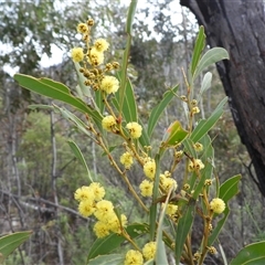 Acacia obliquinervia (Mountain Hickory) at Rendezvous Creek, ACT - 24 Aug 2025 by DavidDedenczuk