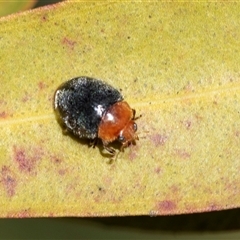 Cryptolaemus montrouzieri (Mealybug ladybird) at Higgins, ACT - 24 Aug 2025 by AlisonMilton