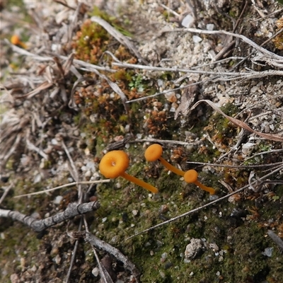 Lichenomphalia chromacea (Yellow Navel) at Rendezvous Creek, ACT - 24 Aug 2025 by DavidDedenczuk