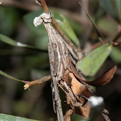 Metura elongatus (Saunders' Case Moth) at Higgins, ACT - 24 Aug 2025 by AlisonMilton