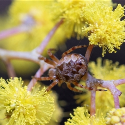 Unverified Orb-weaving spider (several families) at Higgins, ACT - 24 Aug 2025 by AlisonMilton