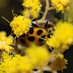 Harmonia conformis (Common Spotted Ladybird) at Scullin, ACT - 24 Aug 2025 by AlisonMilton