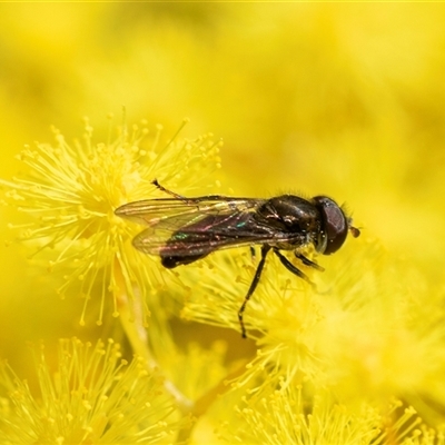 Unverified True fly (Diptera) at Scullin, ACT - 24 Aug 2025 by AlisonMilton