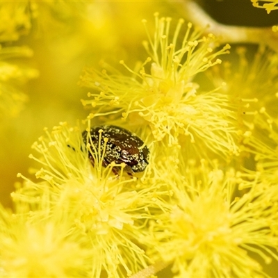 Alticini (tribe) (Unidentified flea beetle) at Scullin, ACT - 24 Aug 2025 by AlisonMilton