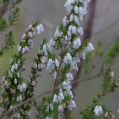 Erica lusitanica (Spanish Heath ) at Fraser, ACT - 24 Aug 2025 by Untidy