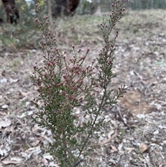 Kunzea parvifolia (Violet Kunzea) at Fraser, ACT - 24 Aug 2025 by Untidy