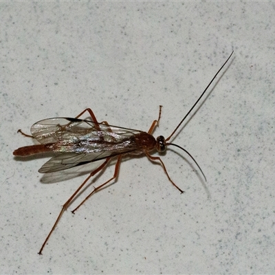 Unverified Insect at Googong, NSW - 21 Aug 2025 by WHall