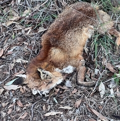 Vulpes vulpes (Red Fox) at Spence, ACT - 24 Aug 2025 by Untidy
