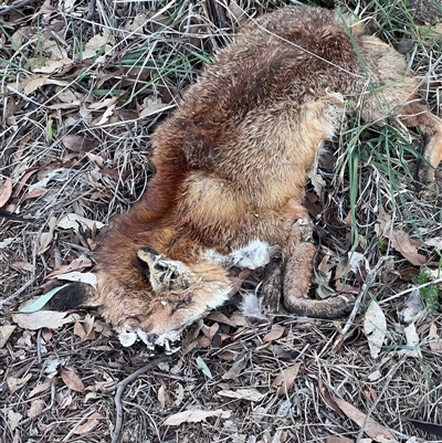 Vulpes vulpes (Red Fox) at Spence, ACT - 24 Aug 2025 by Untidy