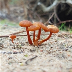 Laccaria sp. (Laccaria) at Kelgoola, NSW - 15 Aug 2025 by AllambiCamping