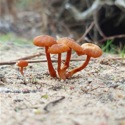 Laccaria sp. (Laccaria) at Kelgoola, NSW - 15 Aug 2025 by AllambiCamping